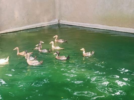 Best  Cow Supplier in Ranchi 8210059614