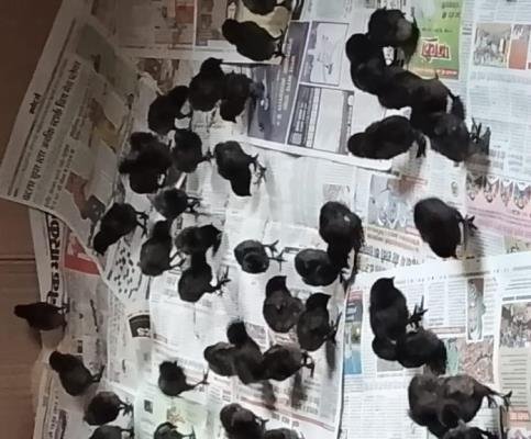 Best Animal Husbandry Fram in Ranchi 8210059614