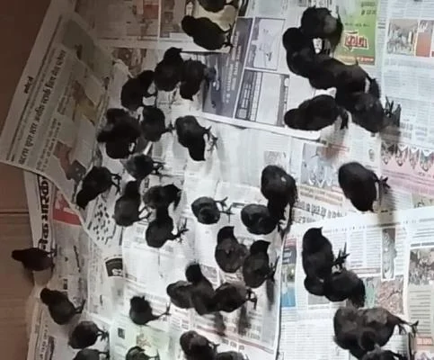 Best Kadaknath Chiken Farm Supplier in Ranchi 8210059614