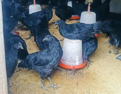 Best Animal Husbandry Fram in Ranchi 8210059614