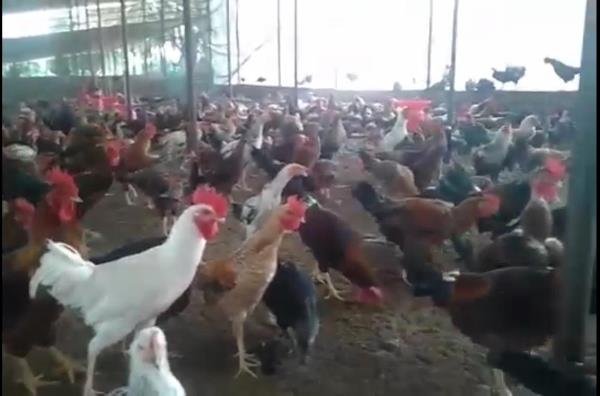 Best  Cow Supplier in Ranchi 8210059614