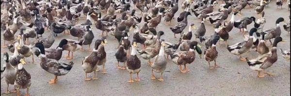 KK Animal Husbandry Farm Ranchi 8210059614