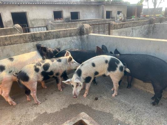 Best Animal Husbandry Fram in Ranchi 8210059614